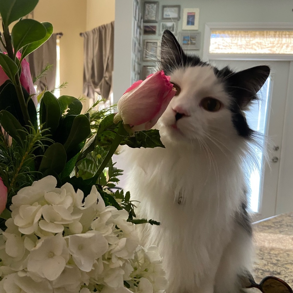 Meet your Posher, Allison